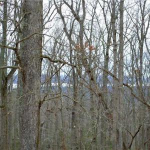 Photo #8 of 2119 Sierra Trace, Denton, NC 1.3 acres