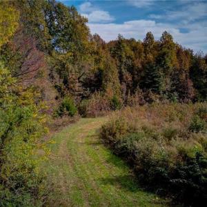 Photo #21 of Adams, Reidsville, NC 37.0 acres