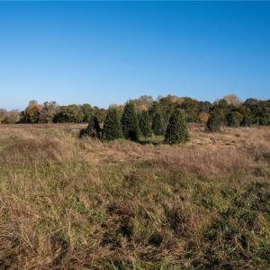 Photo #10 of Boyd, Reidsville, NC 29.4 acres