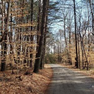 Claude Ratledge Rd through old timber