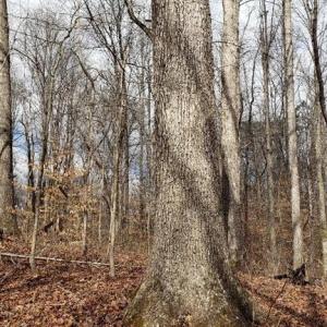 Valuable white oak