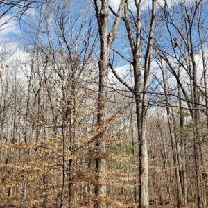 Perfect homesite & valuable white oak timber