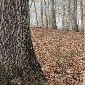 Mature red & white oaks