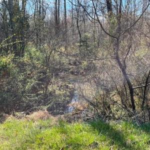 Photo #7 of 5426 Turner Smith, Browns Summit, NC 30.9 acres