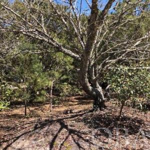 Photo #8 of SOLD property in 2249 Teal Road, Corolla, NC 0.3 acres