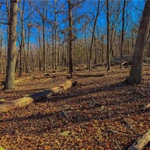 Photo #6 of 2175 Rocky Cove, Denton, NC 3.3 acres