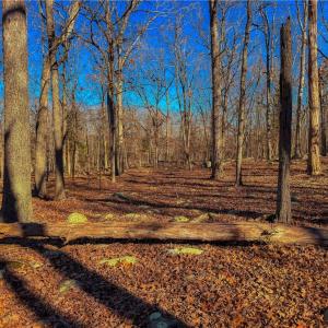 Photo #7 of 2175 Rocky Cove, Denton, NC 3.3 acres