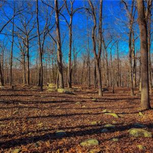 Photo #9 of 2175 Rocky Cove, Denton, NC 3.3 acres