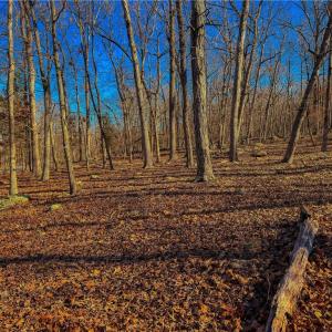 Photo #10 of 2175 Rocky Cove, Denton, NC 3.3 acres