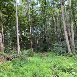 Photo #2 of TBD-1 Peter Mabe, Danbury, NC 10.0 acres