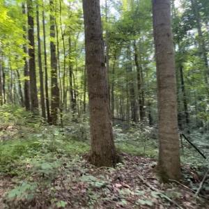 Photo #3 of TBD-1 Peter Mabe, Danbury, NC 10.0 acres