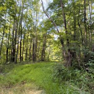 Photo #1 of TBD-1 Peter Mabe, Danbury, NC 10.0 acres