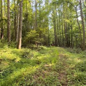 Photo #5 of TBD-1 Peter Mabe, Danbury, NC 10.0 acres