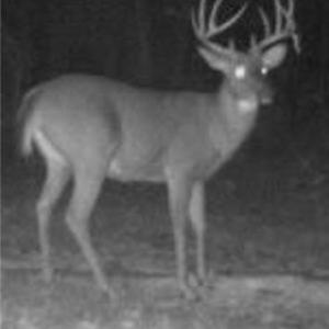 Photo #9 of TBD-1 Peter Mabe, Danbury, NC 10.0 acres