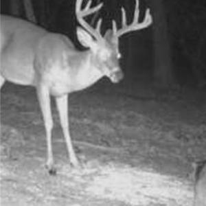 Photo #10 of TBD-1 Peter Mabe, Danbury, NC 10.0 acres