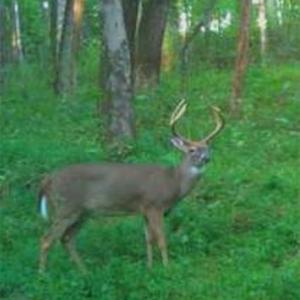 Photo #11 of TBD-1 Peter Mabe, Danbury, NC 10.0 acres