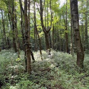Photo #4 of TBD-1 Peter Mabe, Danbury, NC 10.0 acres