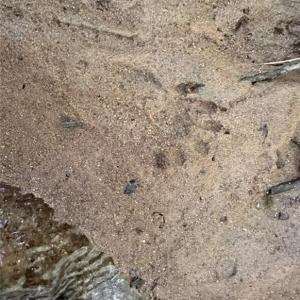 Photo #8 of TBD-1 Peter Mabe, Danbury, NC 10.0 acres