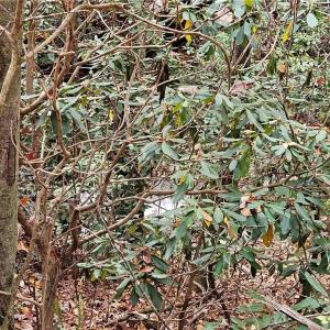 Photo #27 of 125 Ahart Ridge, Ararat, VA 163.0 acres