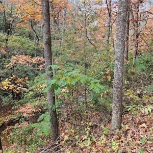 Photo #13 of 125 Ahart Ridge, Ararat, VA 163.0 acres