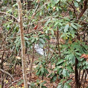 Photo #26 of 125 Ahart Ridge, Ararat, VA 163.0 acres