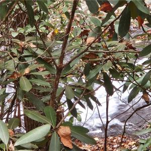 Photo #25 of 125 Ahart Ridge, Ararat, VA 163.0 acres