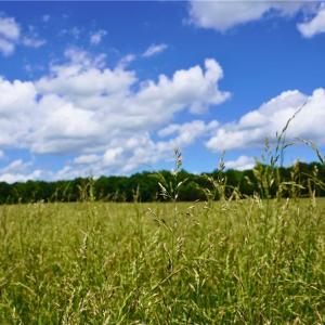 Photo #5 of 1240 Moschler, Gretna, VA 512.9 acres