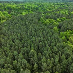 Photo #24 of 1240 Moschler, Gretna, VA 512.9 acres