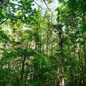 Photo #31 of 1240 Moschler, Gretna, VA 512.9 acres