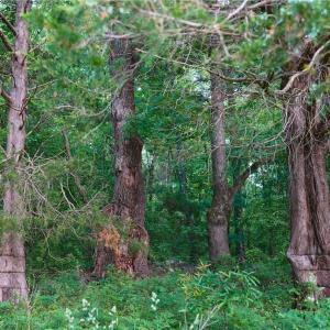 Photo #29 of 1240 Moschler, Gretna, VA 512.9 acres
