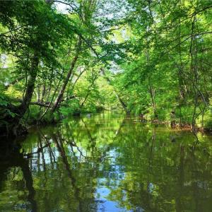 Photo #8 of 1240 Moschler, Gretna, VA 512.9 acres