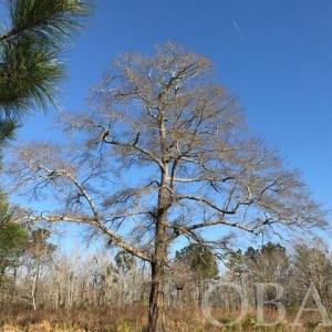 Photo #15 of Mallard Drive, Roper, NC