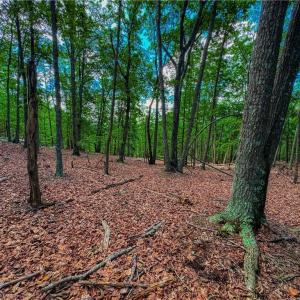 Photo #13 of 196 Sierra Trace, Denton, NC 7.6 acres