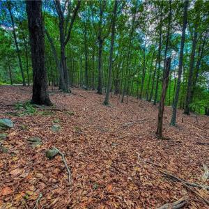 Photo #12 of 196 Sierra Trace, Denton, NC 7.6 acres