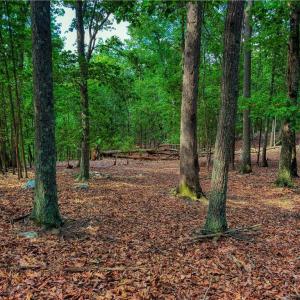 Photo #14 of 196 Sierra Trace, Denton, NC 7.6 acres
