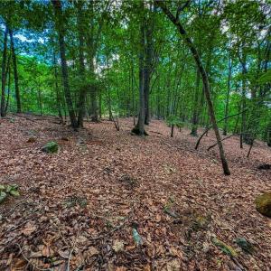 Photo #11 of 196 Sierra Trace, Denton, NC 7.6 acres