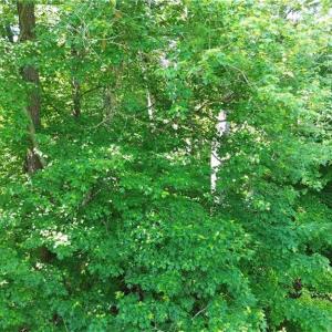 Photo #6 of 7220 East Fork, High Point, NC 0.4 acres