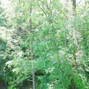 Photo #7 of 7220 East Fork, High Point, NC 0.4 acres