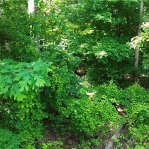 Photo #5 of 7220 East Fork, High Point, NC 0.4 acres