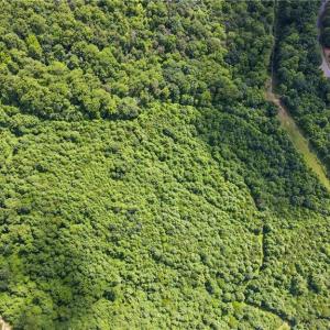 Photo #12 of Bear Trail, Cana, VA 11.0 acres