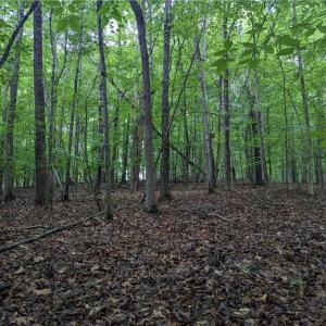 Photo #9 of Harper, Clemmons, NC 12.0 acres