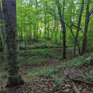 Photo #14 of Harper, Clemmons, NC 12.0 acres
