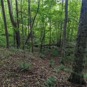 Photo #15 of Harper, Clemmons, NC 12.0 acres