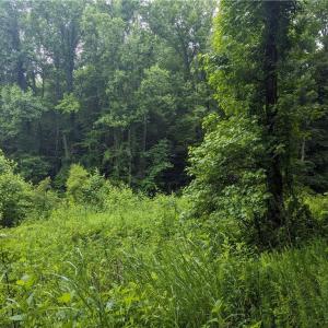 Photo #8 of Harper, Clemmons, NC 12.0 acres