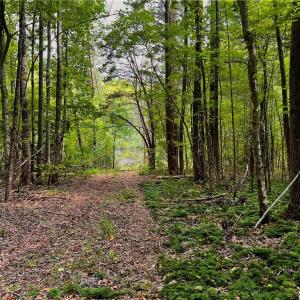Photo #3 of 6638 Holts Store, Julian, NC 52.6 acres
