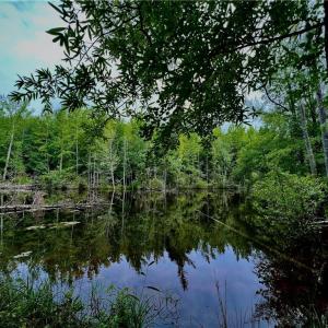 Photo #4 of 6638 Holts Store, Julian, NC 52.6 acres