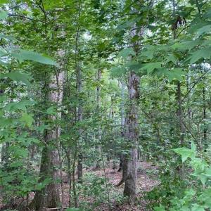 Gentle grade wooded lot