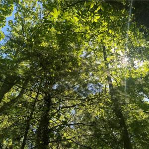Photo #1 of 4930 Germanton, Winston-Salem, NC 0.7 acres