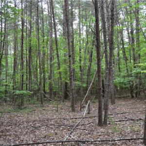 Photo #6 of Aaron, Madison, NC 1.6 acres