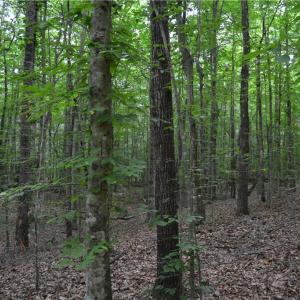 Photo #3 of Aaron, Madison, NC 1.6 acres